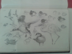 Bird sketches by Thelwell